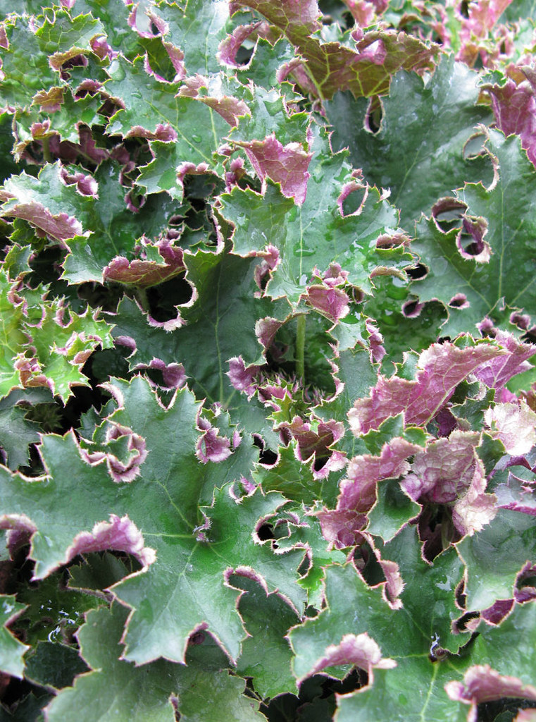 Heuchera