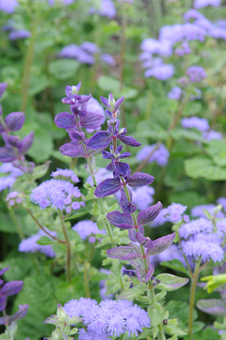 Clary sage