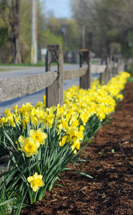 yellow daffodils along a fence