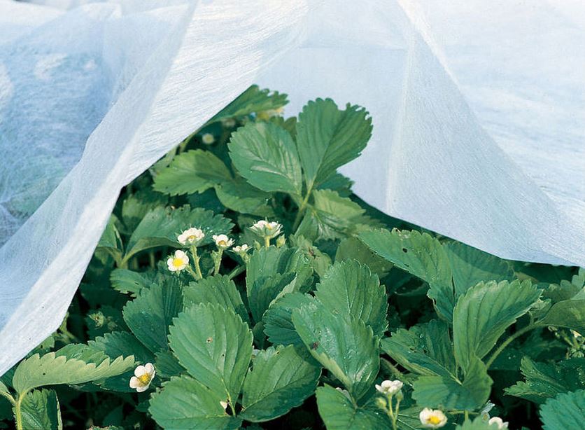 Garden Quilt over flowering strawberry plants