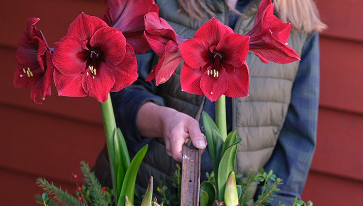 amaryllis in basket