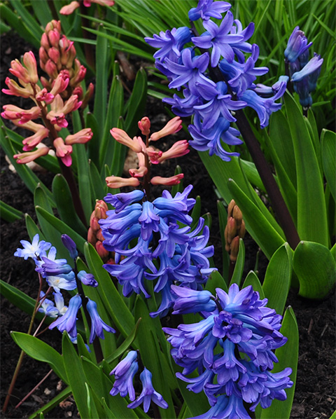 hyacinths