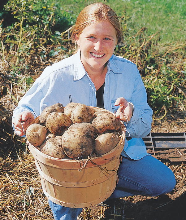 Growing potatoes