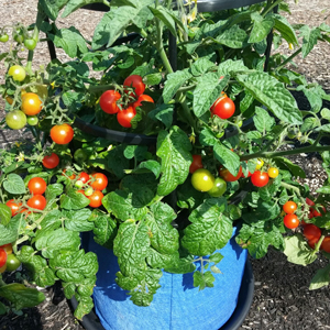 A a tomato plant that's compact enough for a windowbox