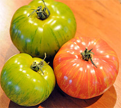 Striped tomatoes