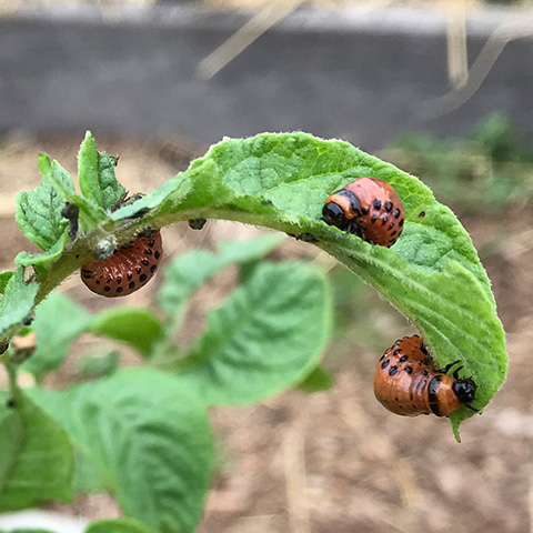 Potato Beetle Larvae