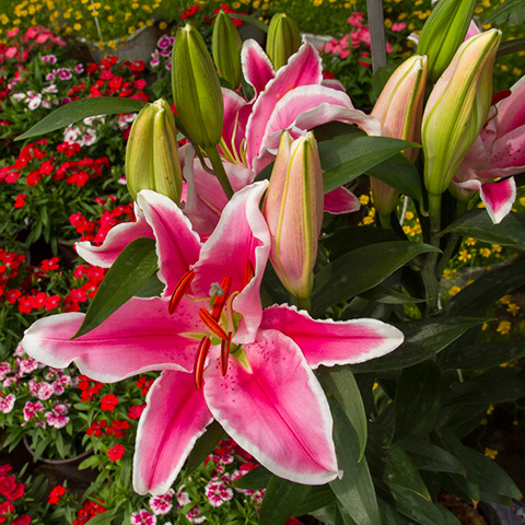 Pink lilies in full bloom