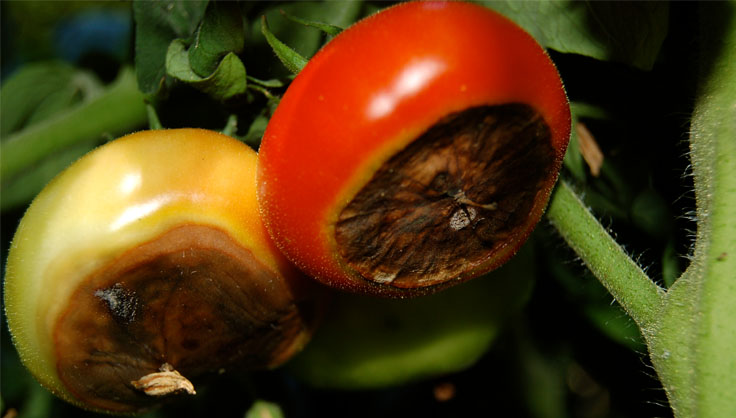 blossom end rot on a tomato