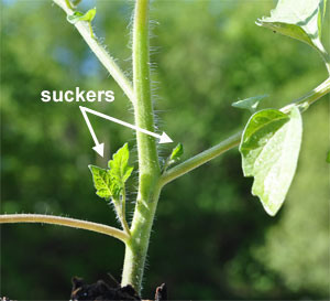 Tomato suckers