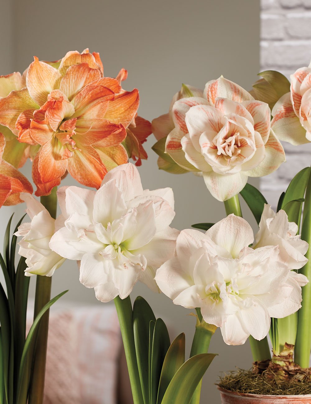 Closeup of blooms on Nymph Potted Amaryllis