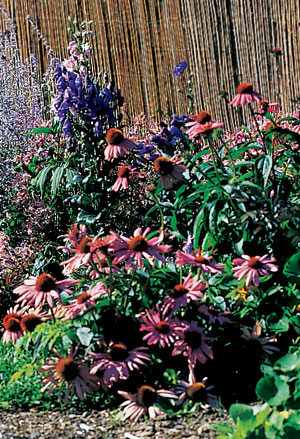 Drought-tolerant echinacea