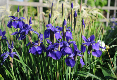 Irises