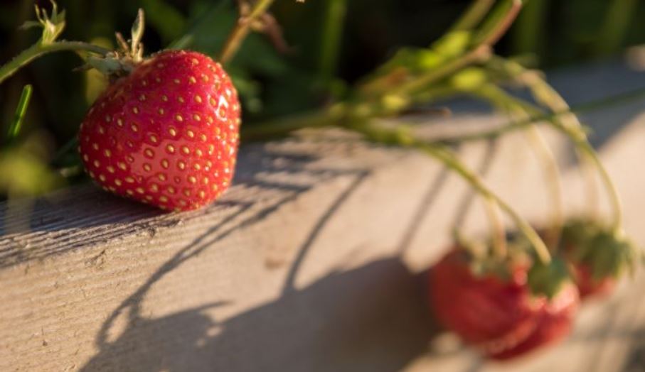 strawberries growing in a raised garden bed