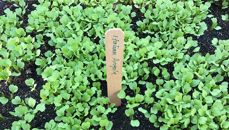 arugula seedlings