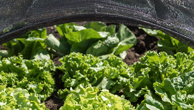 Salad greens growing under shade net