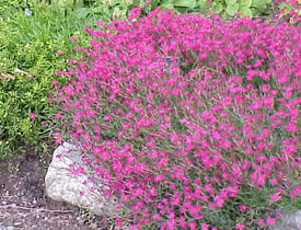 Dianthus