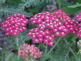 Yarrow