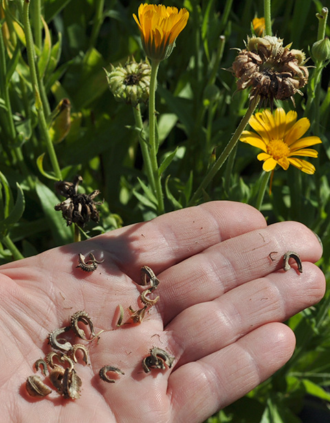 calendula seed