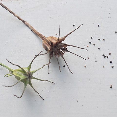 nigella seed pods