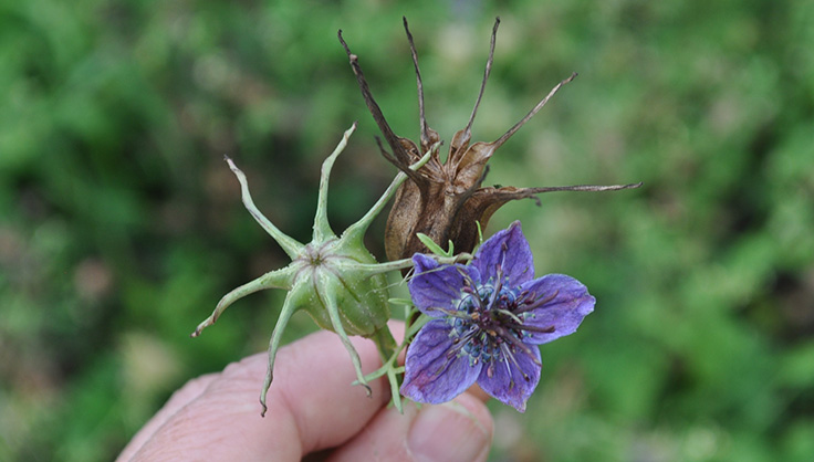 Seed pods