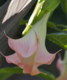 Brugmansia