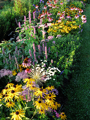 Perennial border