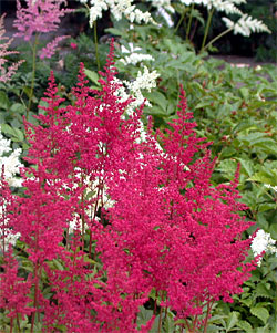 Astilbe