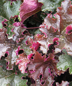 Chocolate Ruffles heuchera 