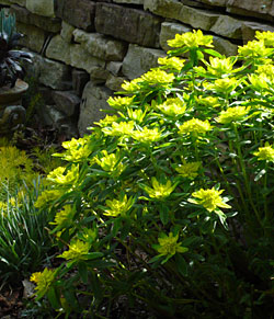 Euphorbia polychroma