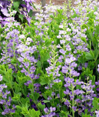 Baptisia