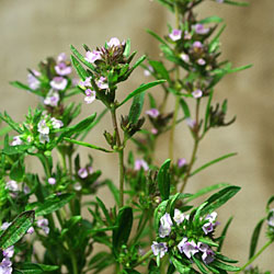 Summer savory