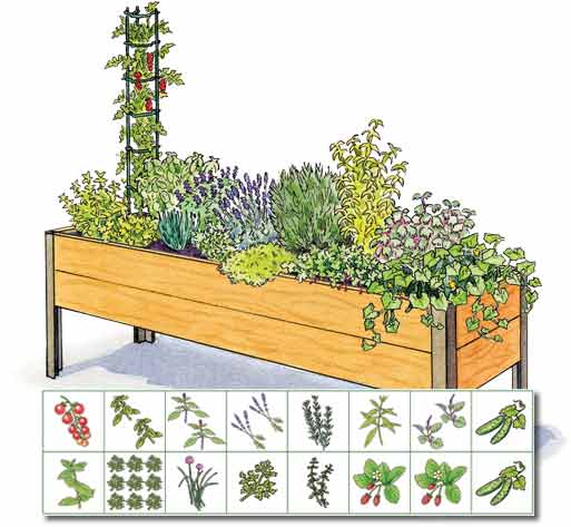 Cocktail garden plans