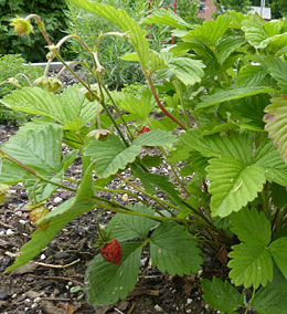 Alpine strawberry