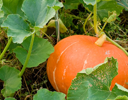 Pumpkin on vine