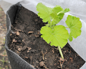 Pumpkin seedling