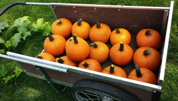 Pie pumpkins