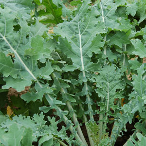 White Russian kale