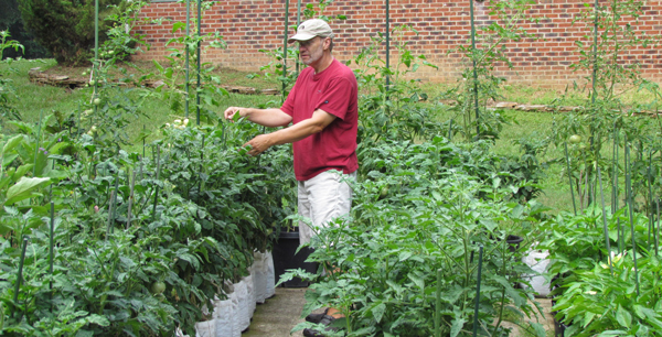 Tomatoes growing in containers on a driveway