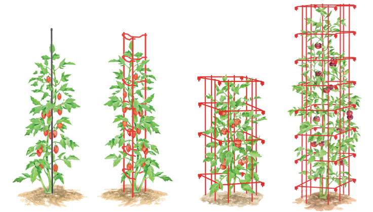 comparing tomato stakes