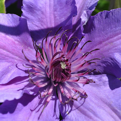 edda clematis