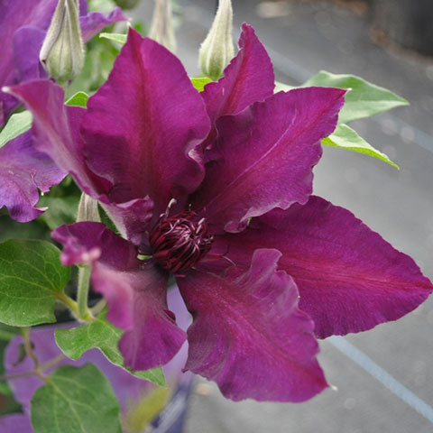 clematis fleuri