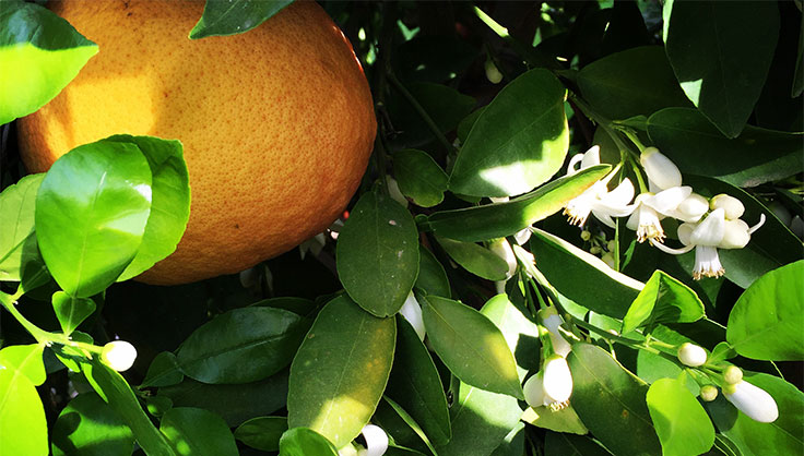 Citrus fruit and flowers