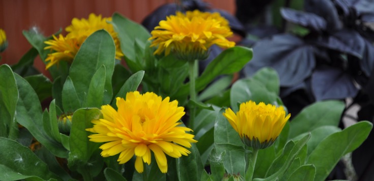 calendula