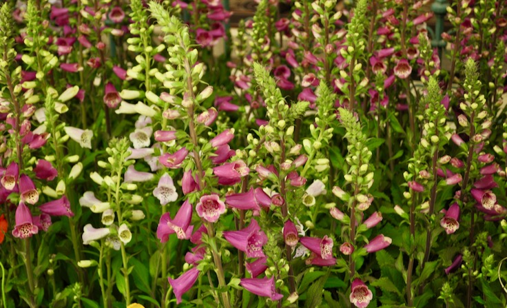 foxglove