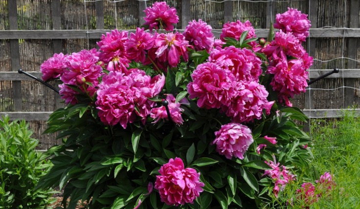 peonies