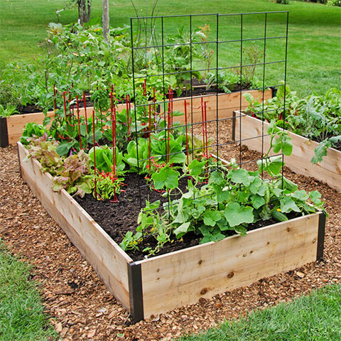 Deep Root Raised Beds