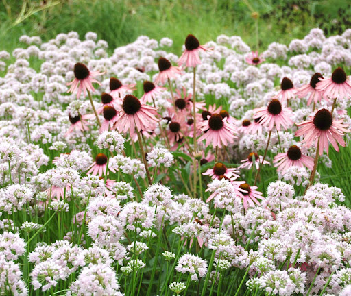 Summer Beauty alllium and purple coneflower