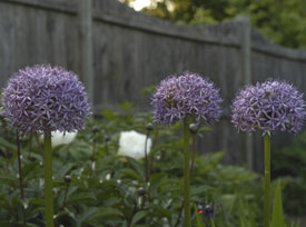 Allium