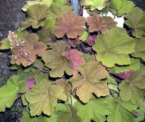 Heucheras summer flowers.jpg