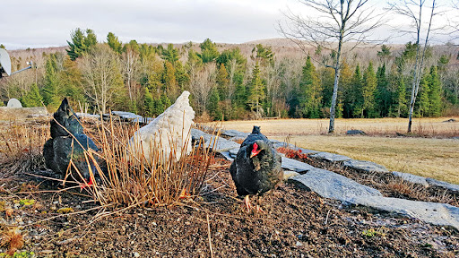 Pest Control by Gardening with Chickens.jpg